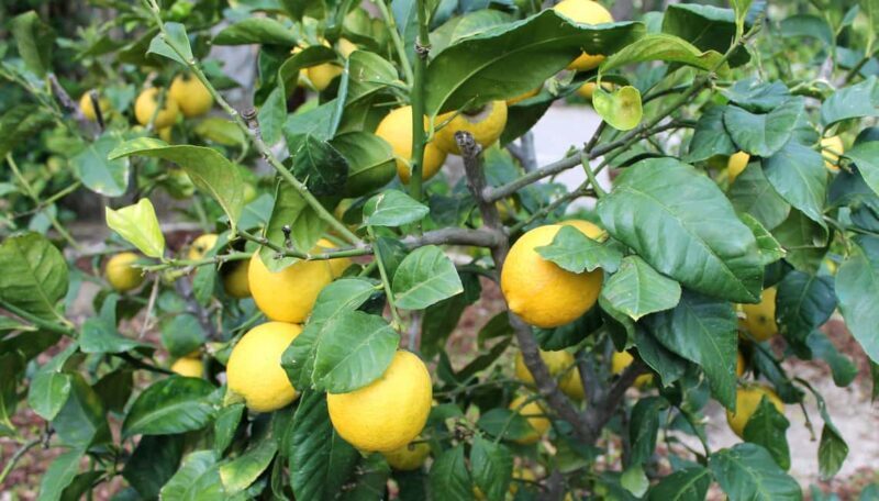 Alicante: UNESCO Heritage Palm grove + Artistic Garden Tour - FAQ