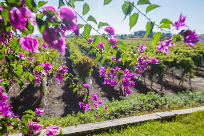 Alicante Wine Tour With Wine Tasting - Tour Details and Logistics