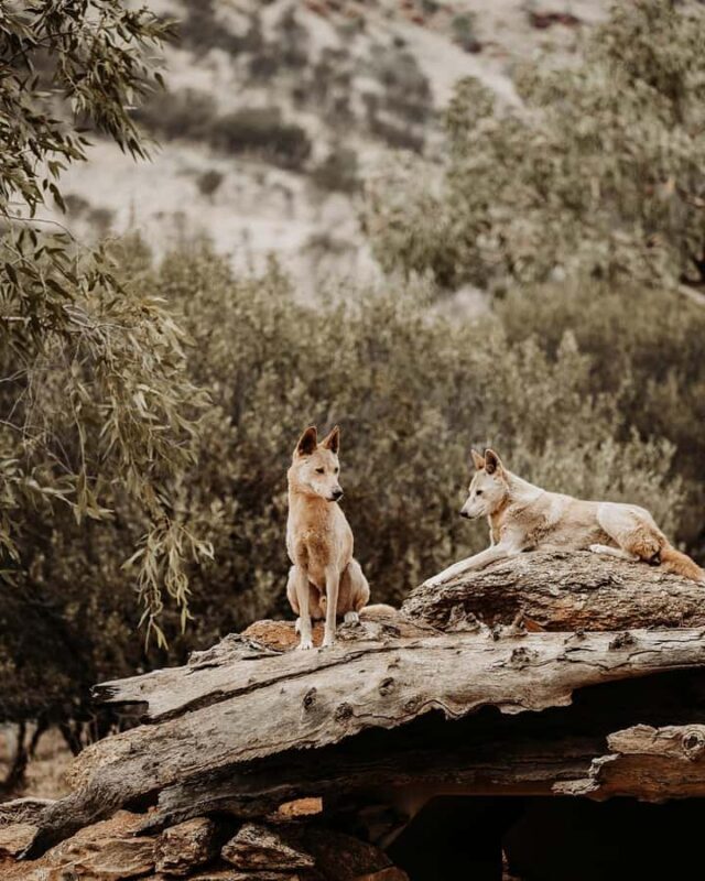 Alice Springs: Desert Park Entry Ticket - Authentic Insights from Reviewers