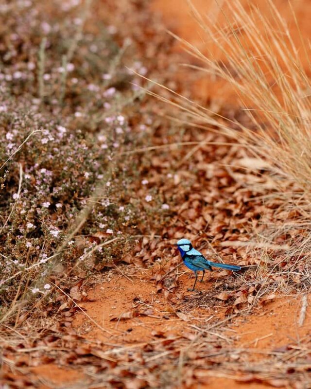 Alice Springs: Desert Park Entry Ticket - FAQ