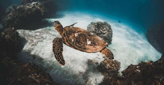 Alii Nui Afternoon Turtle Snorkel - Inclusions