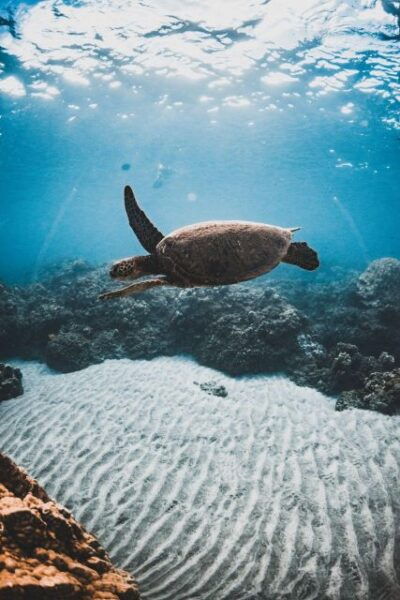 Alii Nui Afternoon Turtle Snorkel - The Sum Up