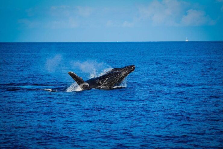 Alii Nui Maui Whale Watch Catamaran Sail - Booking Details