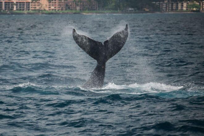 Alii Nui Maui Whale Watch Catamaran Sail - Inclusions