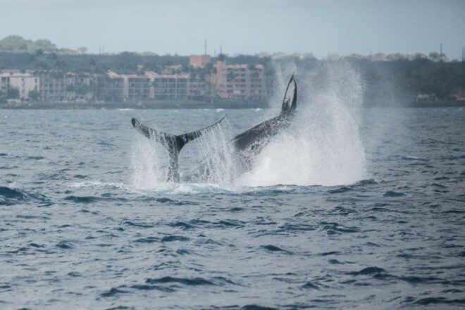 Alii Nui Maui Whale Watch Catamaran Sail - Select Participants and Date