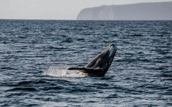 Alii Nui Maui Whale Watch Catamaran Sail - Directions