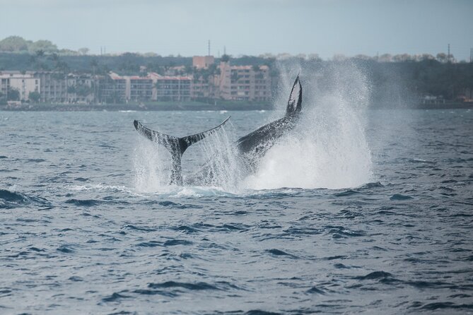 Alii Nui Maui Whale Watch Sail - Accessibility and Requirements