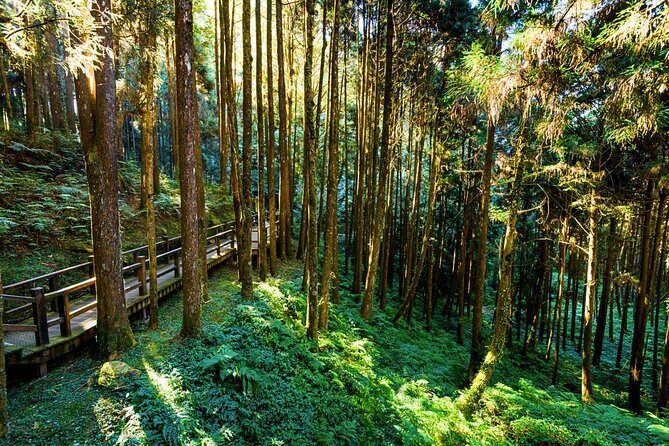Alishan 2Day Shared Tour from Taipei - An In-Depth Look at the Alishan 2-Day Tour