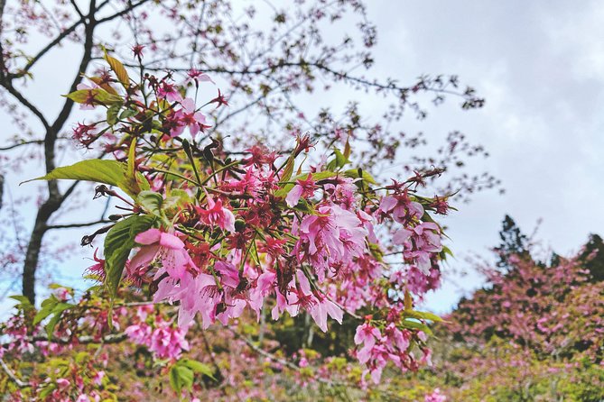 Alishan Culture and Ecology -One Day Tour - Itinerary Overview