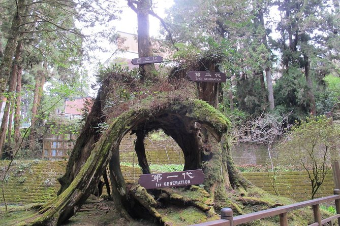 Alishan Culture and Ecology -One Day Tour - Ecological Wonders