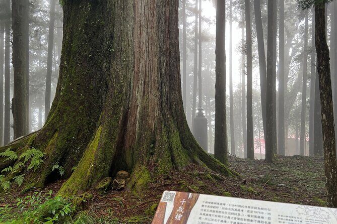 Alishan Day Tour from Chiayi (Incl. Park Entrance) - Is This Tour Worth It?