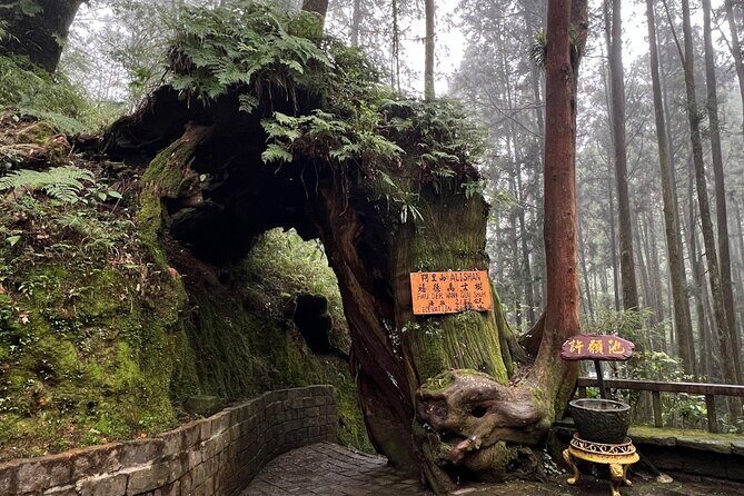 Alishan Day Tour from Kaohsiung (Incl. Park Entrance) - Who Will Love This Tour?
