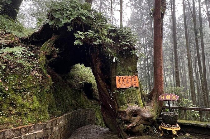 Alishan Day Tour from Kaohsiung (Incl. Park Entrance) - Practical Details and Value
