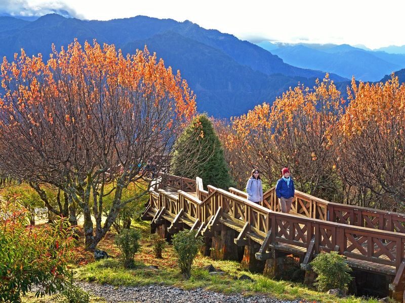 Alishan National Forest Recreation Area Admission Ticket - Getting there and making the day manageable