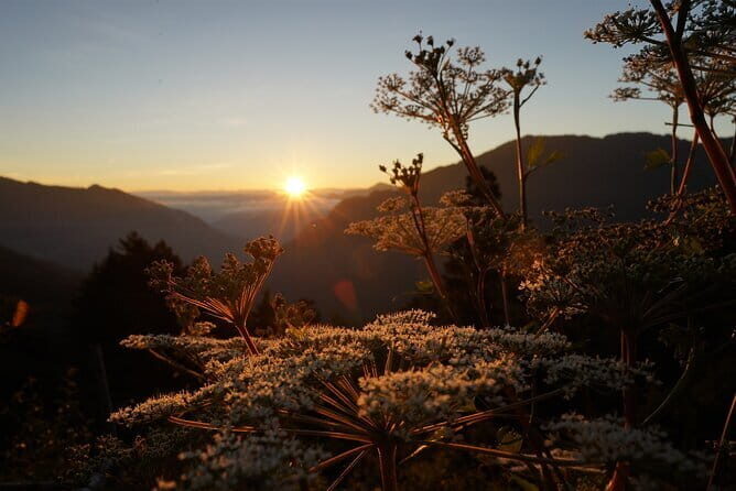 Alishan One Day Tour from Taichung - The Sum Up: Who Is This Tour Best For?