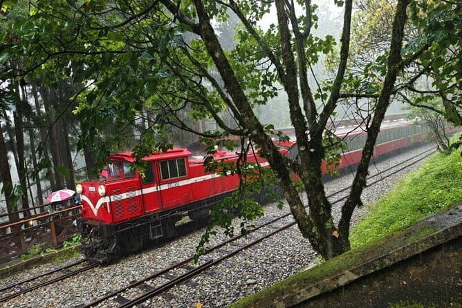 Alishan One Day Tour from Taichung - A Deep Dive into the Alishan Day Tour Experience