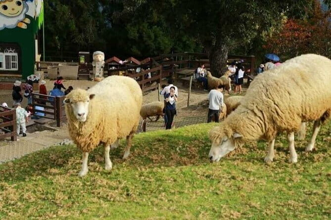 Alishan One Day Tour from Taichung - FAQ