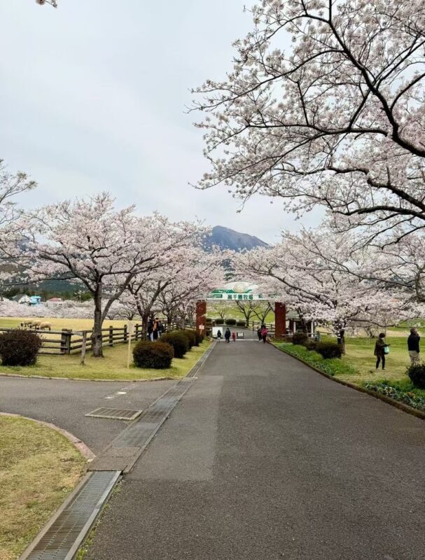 All checked-in Kagoshima Kirishima Line: Boutique small group one-day tour/Myth Park + Shrine Blessing + Maruo Waterfall + Takachiho Ranch Healing Tour - Who will get the most from this Kirishima day trip