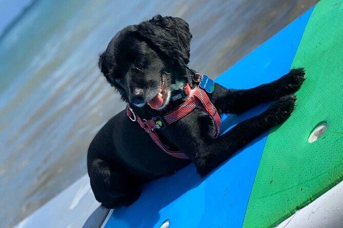 All-Day Paddleboard Rental  Fajardo, Puerto Rico - Deep Dive into the Experience