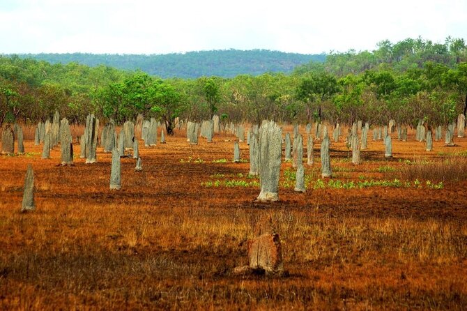 All-Day Tour of Litchfield National Park  - Darwin - Traveler Photos and Reviews