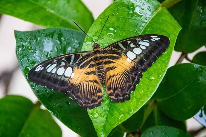 All-Day Tour of Tobago Main Ridge Forest Reserve - Tour Overview