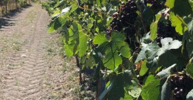 All-Day Wine Tasting Tour - Tour Details