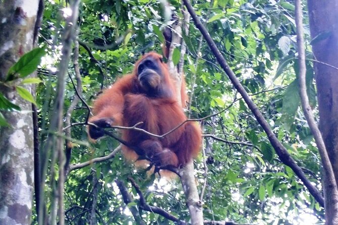 All-in 2N/3D Bukit Lawang Tour For School - Logistics