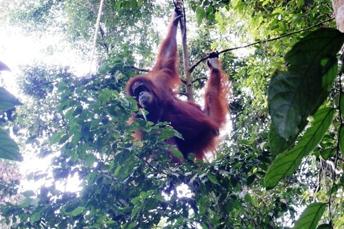 All-in 3N/4D Bukit Lawang Tour For School - Tour Overview