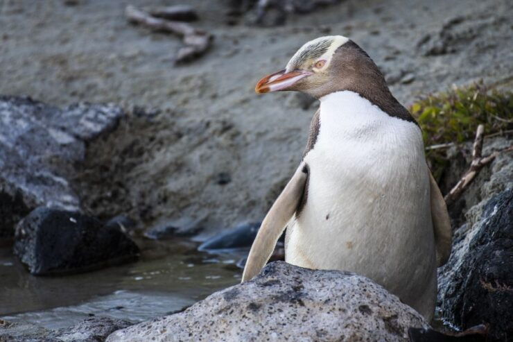 All in Dunedin - Nature & City Tour - Tour Booking Details