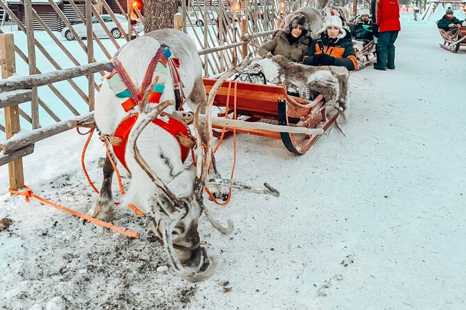 All in One Santa Claus Village With Dog Sledding Adventure - Dog Sledding Adventure Details