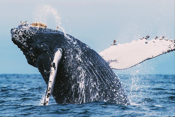 All in One Sri Lanka 7nights 8 Days for Couple Price - Reviews