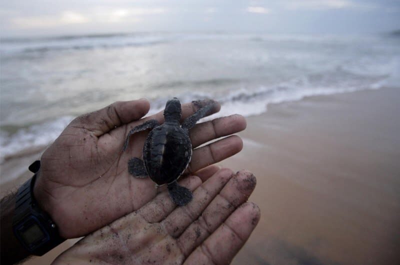 All-In River Safari, Galle, Mirissa Beaches(Whale watching optional) - Turtle hatchery and Ambalangoda masks