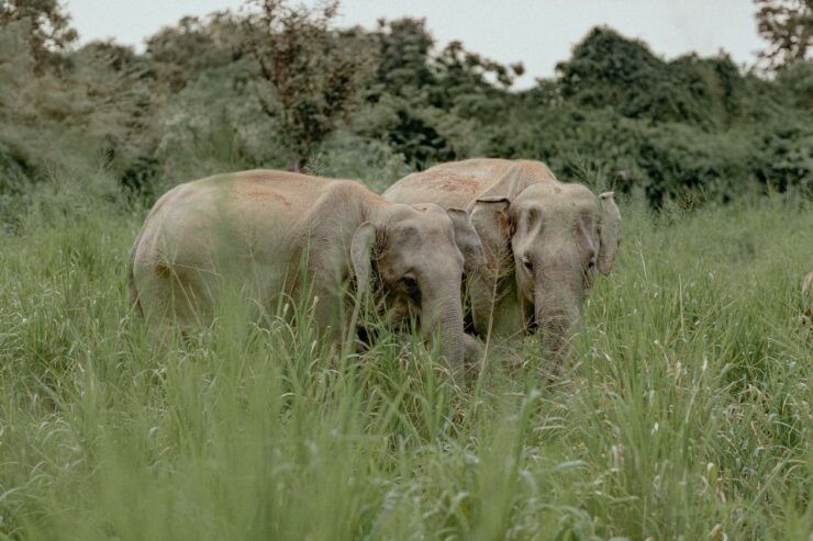 All Include Full-Day Sigiriya, Dambulla, Pidurangala Private - Activity Details