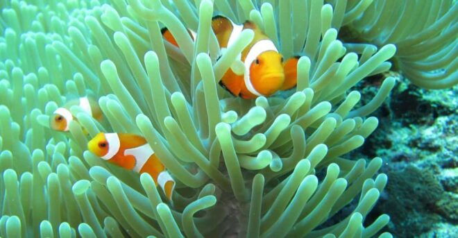 All Include Fun Dive at Menjangan Island - Itinerary for the Day