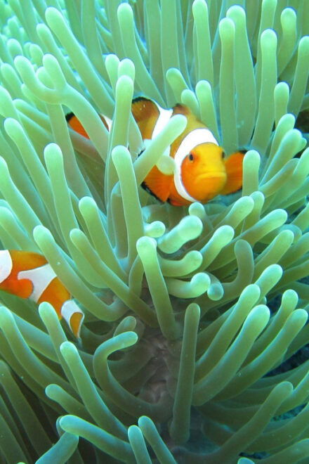 All Include Snorkeling Menjangan Island - Booking Process
