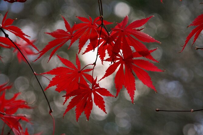 All Inclusive 1 Day Private Kyoto Tour by a Local Born in Kyoto - Start Time