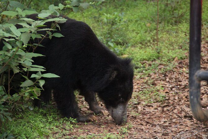 All inclusive 12 Hour Wilpattu National Park Safari - Authentic Encounters and Expert Guides