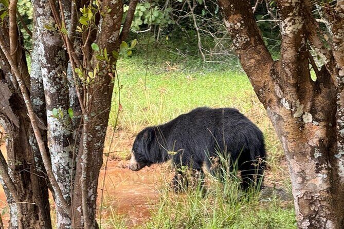 All inclusive 12 Hour Wilpattu National Park Safari - Who Is This Tour Best Suited For?