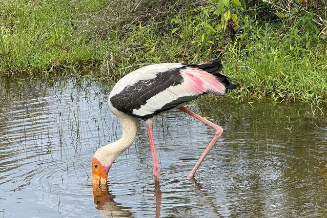 All inclusive 12 Hour Wilpattu National Park Safari - FAQ