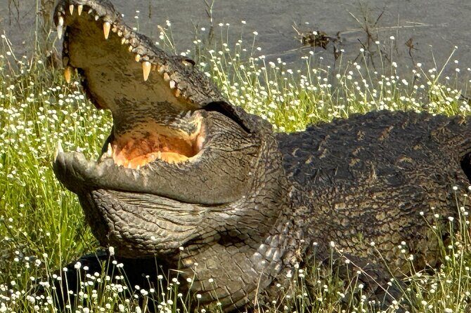 All inclusive 12 Hour Wilpattu National Park Safari - The Sum Up