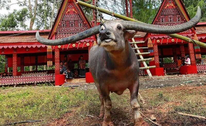 All Inclusive 3-Day Toraja Highland Tour from Makassar - Who Will Love This Tour?