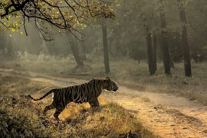 All Inclusive 5 Nights 6 Days Adventure in Central India for the Elusive Tiger - Good To Know