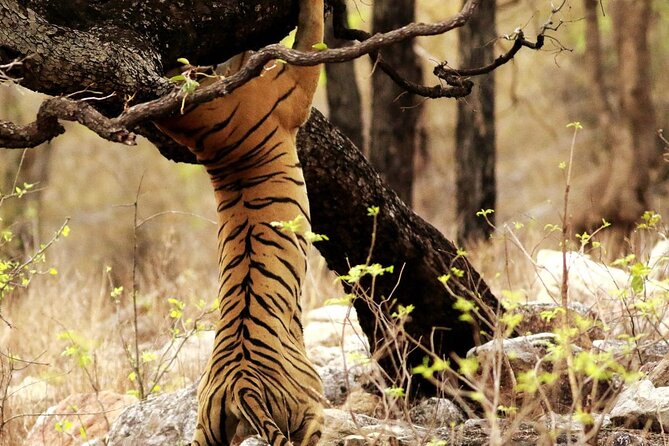 All Inclusive 5 Nights 6 Days Adventure in Central India for the Elusive Tiger - Dining Options and Inclusions