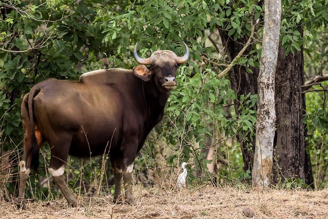 All Inclusive 5 Nights 6 Days Adventure in Central India for the Elusive Tiger - Frequently Asked Questions