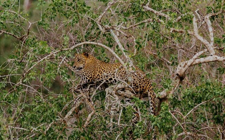 All-Inclusive Afternoon Yala Safari With Beach BBQ Dinner - Activity Logistics