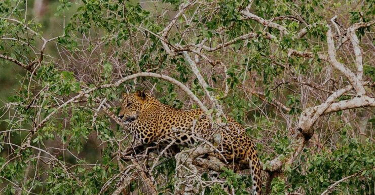 All-Inclusive Afternoon Yala Safari With Beach BBQ Dinner - Experience Highlights