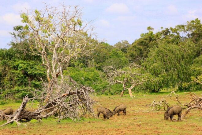 All-Inclusive Afternoon Yala Safari With Beach BBQ Dinner - Spotting Leopards and Elephants