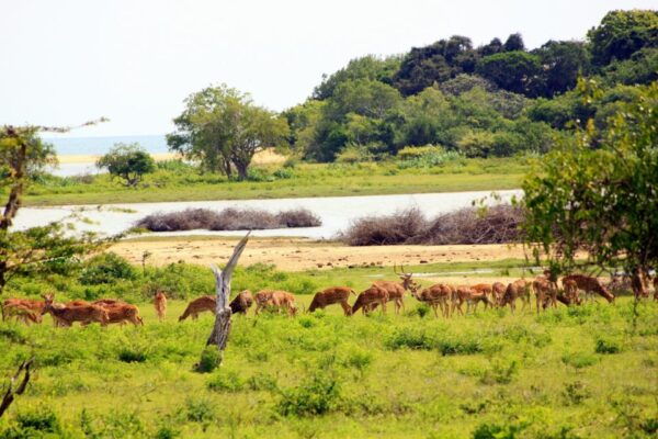 All-Inclusive Afternoon Yala Safari With Beach BBQ Dinner - Other Wildlife Encounters