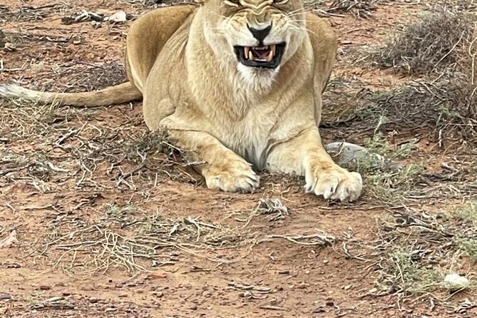 All-inclusive Big 5 Aquila Safari Game Drive Experience. - Overview and Booking Information