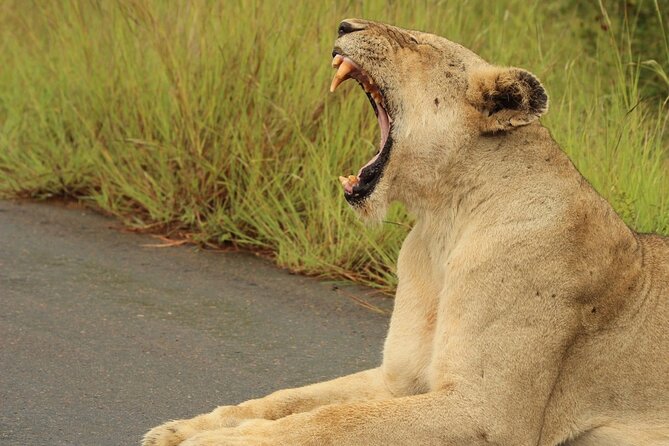 All-inclusive Big 5 Aquila Safari Game Drive Experience. - Inclusions